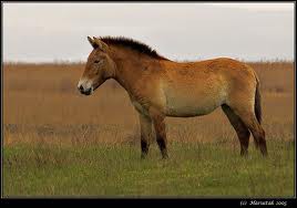 Kôň przewalski